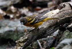 Baltimore Oriole