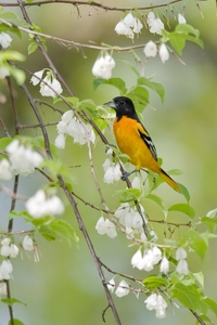 Baltimore Oriole