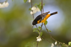 Baltimore Oriole