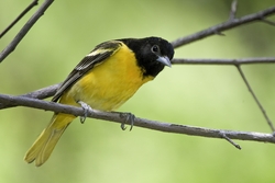 Baltimore Oriole