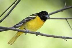 Baltimore Oriole
