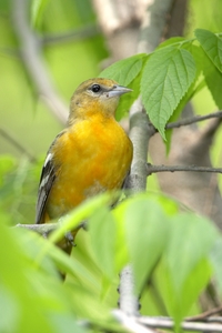Baltimore Oriole
