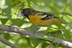 Baltimore Oriole