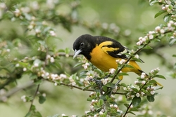 Baltimore Oriole