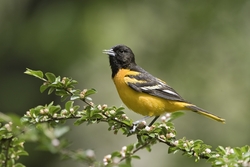 Baltimore Oriole