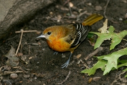 Baltimore Oriole