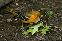 Baltimore Oriole