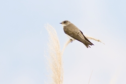 Bank Swallow