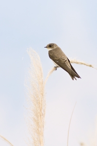 Bank Swallow