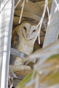 Barn Owl