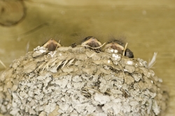 Barn Swallow