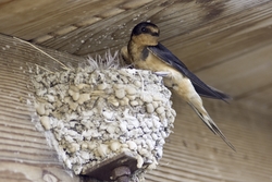 Barn Swallow