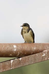 Barn Swallow