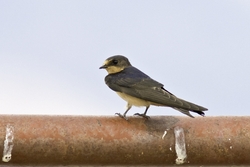 Barn Swallow