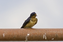 Barn Swallow