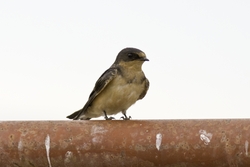 Barn Swallow