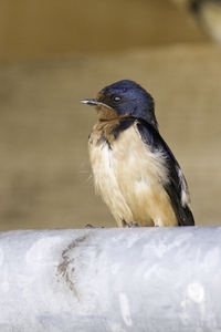 Barn Swallow