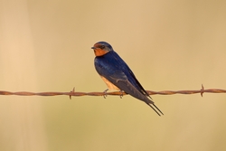 Barn Swallow