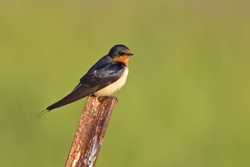Barn Swallow