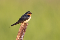 Barn Swallow