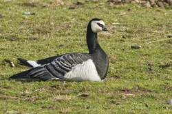 Barnacle Goose