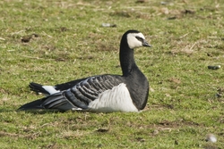 Barnacle Goose