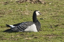Barnacle Goose