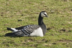 Barnacle Goose