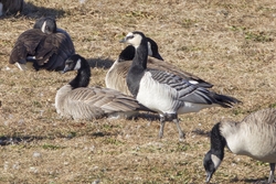 Barnacle Goose