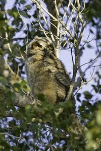 Barred Owl