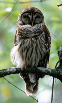 Barred Owl