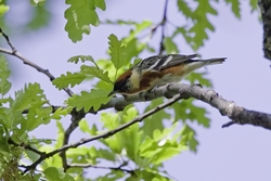 Bay-breasted Warbler