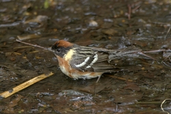 Bay-breasted Warbler
