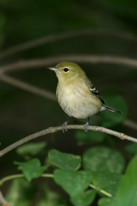 Bay-breasted Warbler