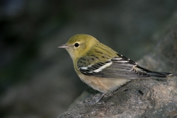 Bay-breasted Warbler