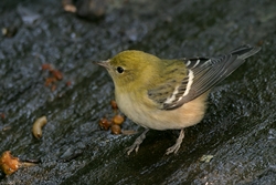 Bay-breasted Warbler