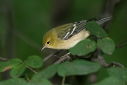 Bay-breasted Warbler