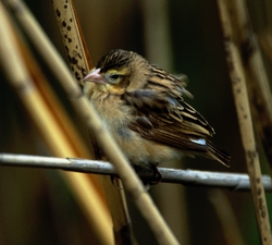 Bishop sp