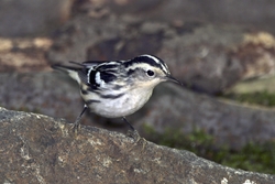 Black-and-White Warbler
