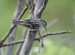 Black-and-White Warbler