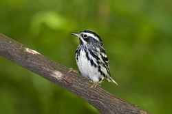 Black-and-White Warbler