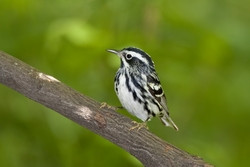 Black-and-White Warbler