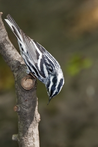 Black-and-White Warbler