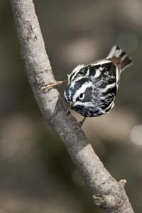 Black-and-White Warbler