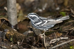 Black-and-White Warbler
