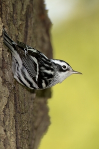 Black-and-White Warbler