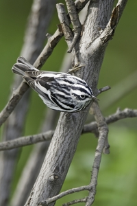 Black-and-White Warbler