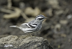 Black-and-White Warbler