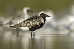 Black-bellied Plover