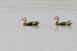 Black-bellied Whistling-Duck